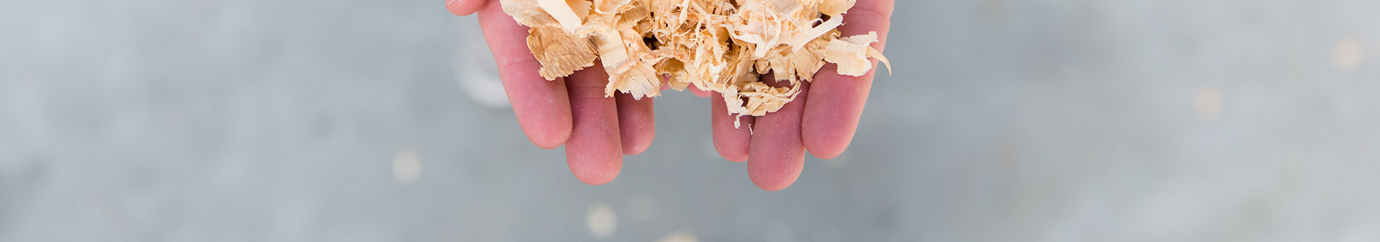 A handful of fresh pine shavings