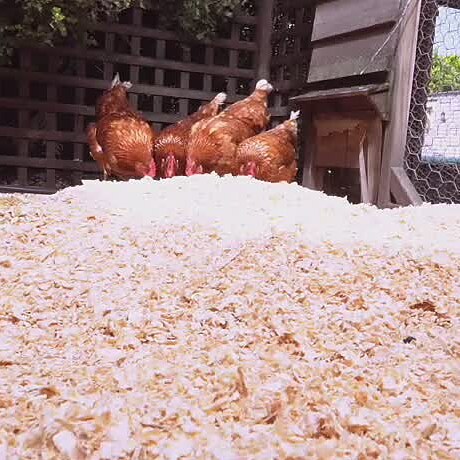 Hens on fresh pine shavings