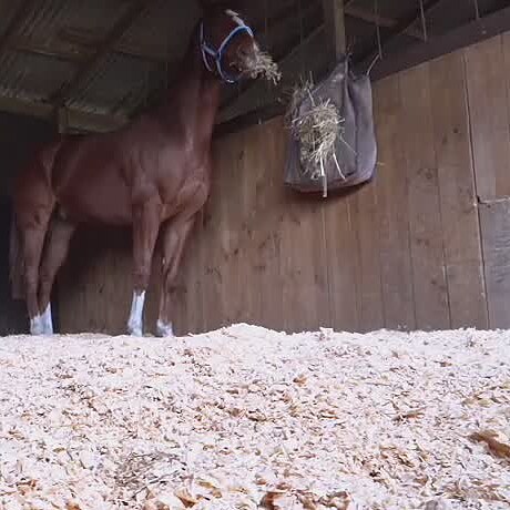 A horse in a stable bedded on pine shavings